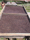 Ethiopian Yirgacheffe Gedeb Grade 1 Natural Process Arabica Green Coffee Beans (1kg)